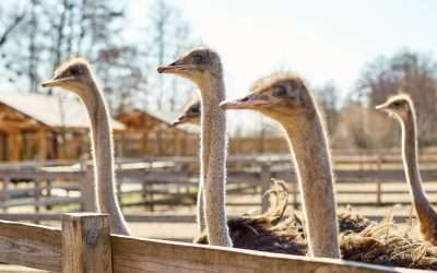 Pros and cons of ostrich farming