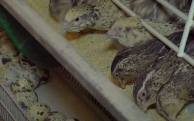 Quail Laying Cages.