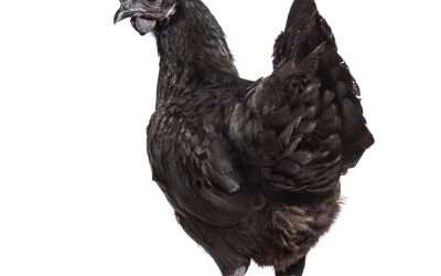 La gallina negra Ayam Cemani
