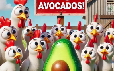 Persin in avocados: The hidden danger for your laying hens