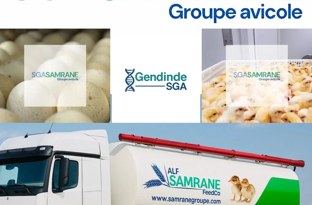 Soberania alimentar em Marrocos e África: o papel da SGA Samrane Groupe Avicole