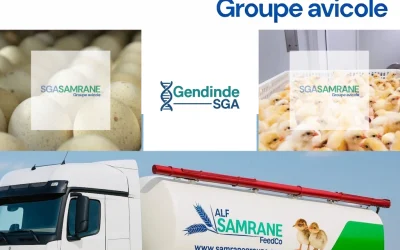 Soberania alimentar em Marrocos e África: o papel da SGA Samrane Groupe Avicole